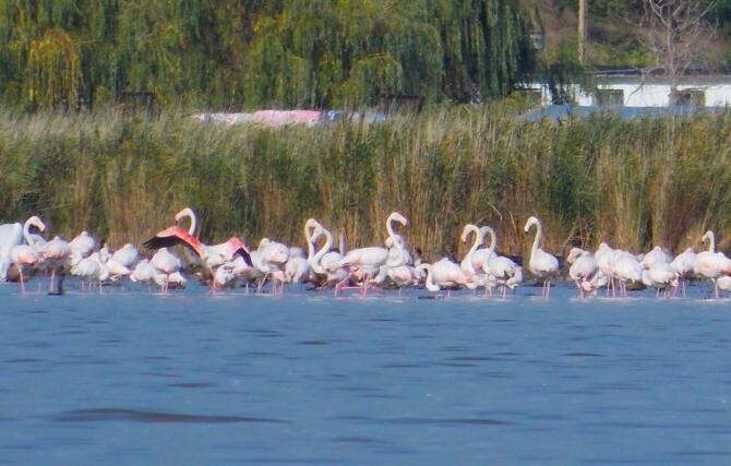 Sute de păsări flamingo au poposit pe un lac de lângă Jurilovca. Locuitor -Suntem cei mai norocoși. Sursa: Facebook/Laguna Razim-Sinoe  