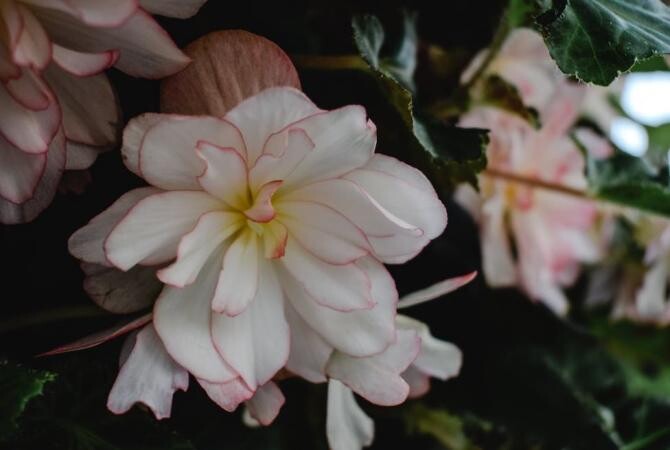Trei plante ornamentale de interior care nu mor niciodată și rezistă tot timpul anului. Sursa - pixabay.com