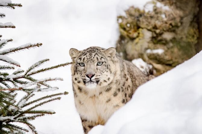 Ziua Internațională a Leopardului Zăpezilor - 23 octombrie. Tot ce trebuie să știi despre "fantomele muntelui" / Foto: Pixabay, de strichpunkt