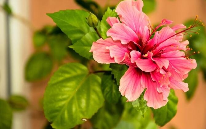 Nouă plante de interior care pot fi oferite atât femeilor, cât bărbaților. Atrag fericirea și norocul. Sursa - pixabay.com