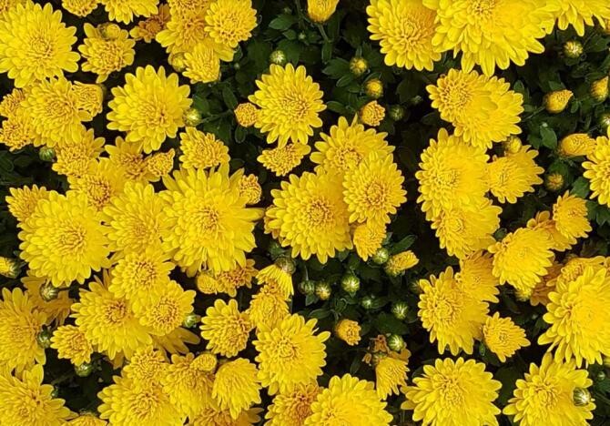 O plantă cu flori asemănătoare margaretelor rezistă frigului și secetei. Va înfrumuseța orice casă și curte. Sursa - pixabay.com