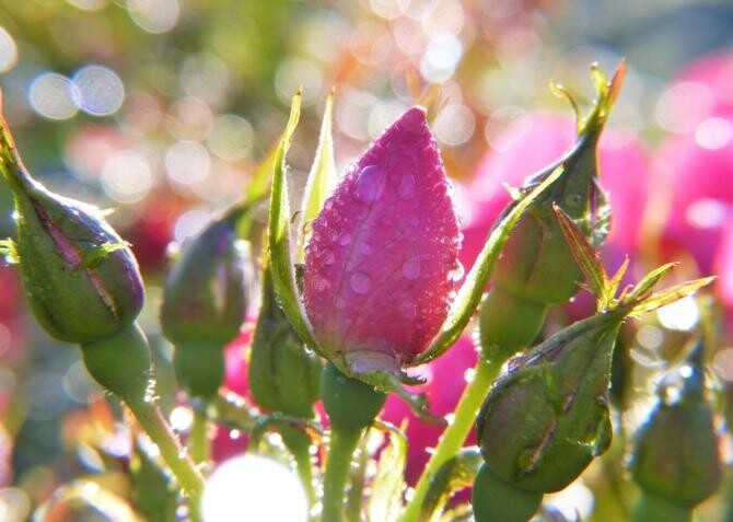 Pregătiți trandafirii pentru iarnă, nu vor îngheța și vor înflori magnific anul viitor. Sursa - pixabay.com