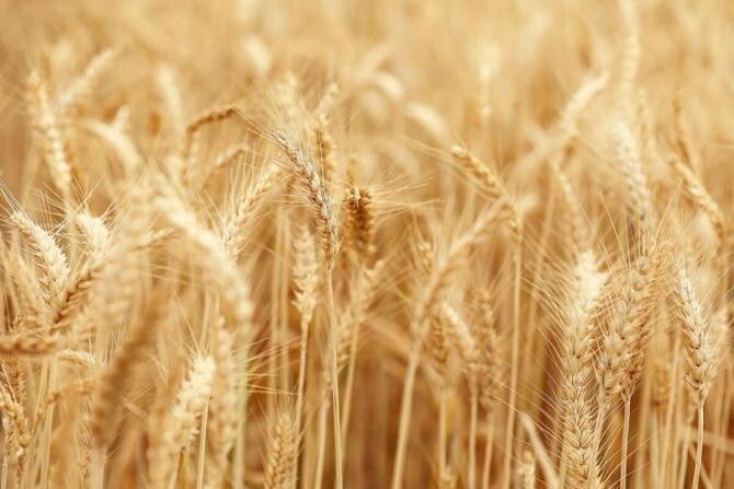 Prețul la cereale scade în speranța menţinerii coridorului ucrainean