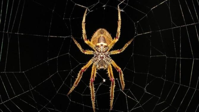 Scapă, rapid, de păianjenii din casă cu soluții pe care le ai la îndemână. Sursa - pixabay.com