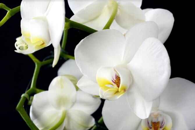 Scufundă frunzele orhideei în apă și bucură-te de magia care va urma. Sursa - pixabay.com