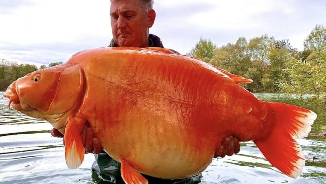 Cel mai mare peşte auriu din lume Sursa foto: Bluewater Lakes / Facebook