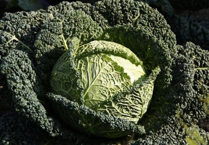Chipsuri de varză Kale, delicioase, crocante și sănătoase. Copiii le vor adora. Sursa - pixabay.com