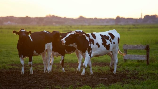 Cine este fermierul care câştigă mai mulţi bani din YouTube decât de pe urma cirezii sale de vaci de lapte - Foto ilustrativ Pexels