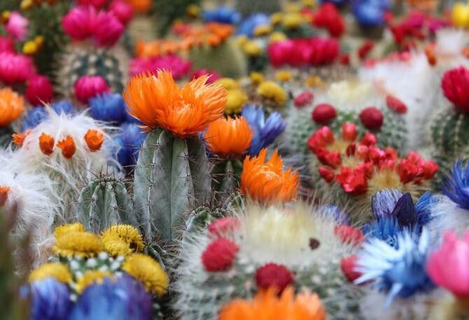 Cu ajutorul acestui condiment, orice floare din casă va înflori. Chiar și un cactus. Sursa - pixabay.com
