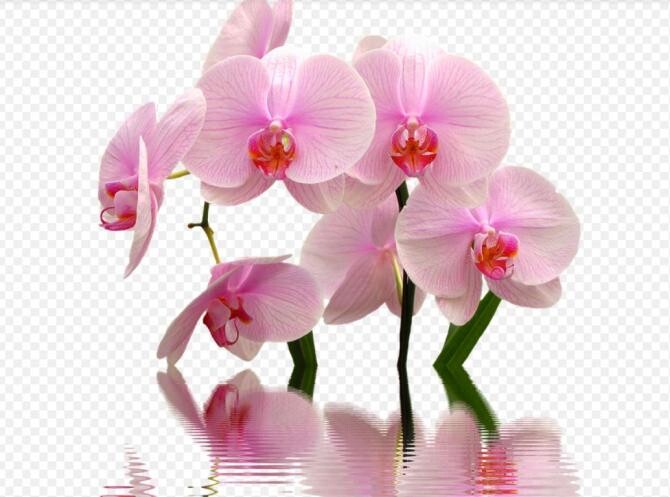 Cum se îngrijesc orhideele ​​iarna. Secretul care salvează plantele. Sursa - pixabay.com