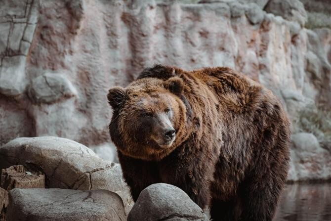 Excremente de urs la conservă, vândute în România. Cât costă / Foto: Pixabay, de Pavellll