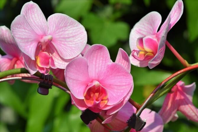 Orhideele vor fi sănătoase și luxuriante dacă vor fi puse doar în aceste ghivece. Sursa - pixabay.com