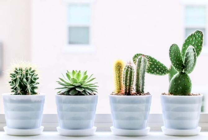 Plantele de interior, care pot absorbi energiile negative și te pot feri de ochii răi. Cultivă-le și tu. Sursa - pixabay.com