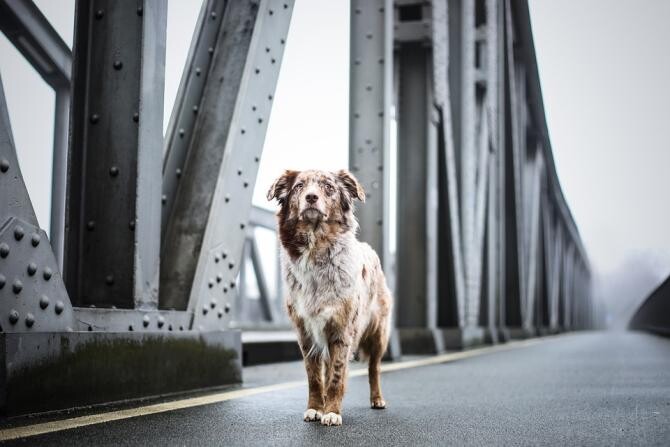 Podul câinilor sinucigași. Ce secret ascunde locul terifiant în care animalele vin să moară. Ipoteza fantomei "Doamna Albă din Overtoun" / Foto: Pixabay, de michelekieslichfotografie