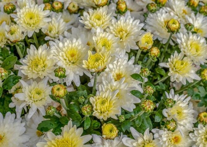 Tăiați crizantemele și acoperiți-le cu un strat de pământ, metoda care promite o înflorire abundentă. Sursa - pixabay.com