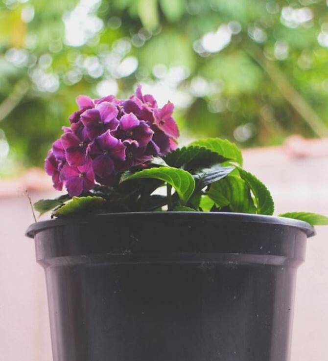 Violetele vor înflori tot anul, dacă le îngrijiți corect. Iată ce pași trebuie să urmați. Sfaturile grădinarilor. Sursa - pixabay.com