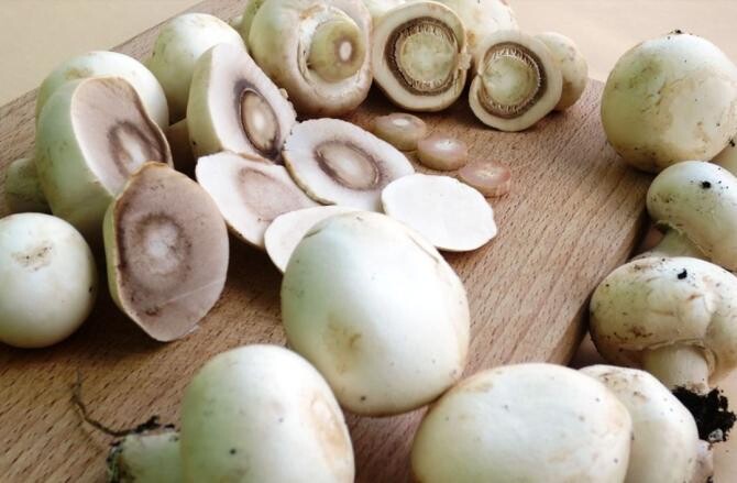 Beneficiile ciupercilor, 9 motive pentru a le adăuga în dietă. Sursa - pixabay.com