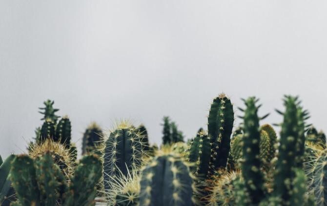 Cactusul ofilit aduce probleme. Aceste persoane nu ar trebui să aducă, niciodată, planta în casă. Sursa - pixabay.com