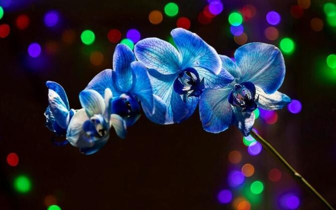Orhideea va fi sănătoasă și luxuriantă. Ce trebuie să faci ca să înflorească la nesfârșit și să reziste mulți ani. Sursa foto: freepik.com