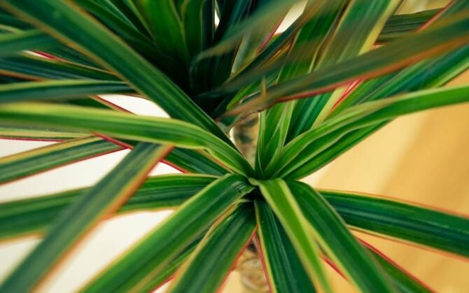 Plantele care purifică cel mai bine aerul din apartament. Sursa - pixabay.com