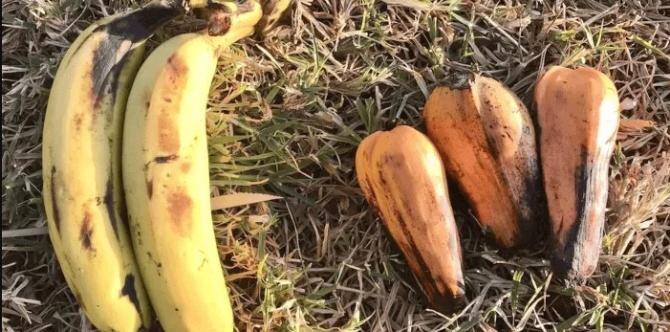 Banane false de Etiopia (dreapta) Foto: Wikimedia