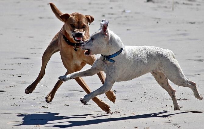 De ce câinii fără stăpân atacă oamenii. Momentul în care "devin ca niște zombi" / Foto: Pixabay, de Ulrike Mai