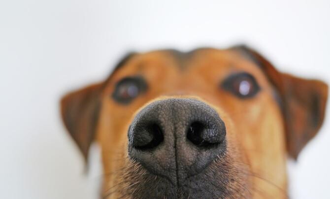 De ce câinii îşi adulmecă stăpânii în zonele intime / Foto: Pixabay, LUM3N