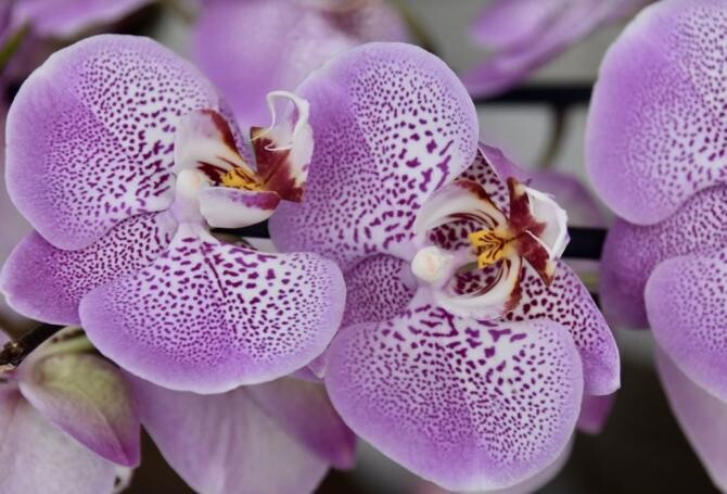 Cu acest condiment magic poți vindeca o orhidee, rezultatul este incredibil. Sursa - pixabay.com