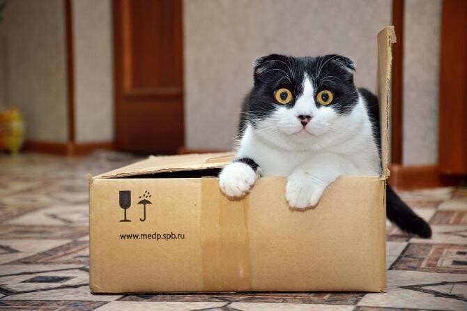  De ce pisicile iubesc atât de mult cutiile? / Foto: Pixabay, de Екатерина Гусева