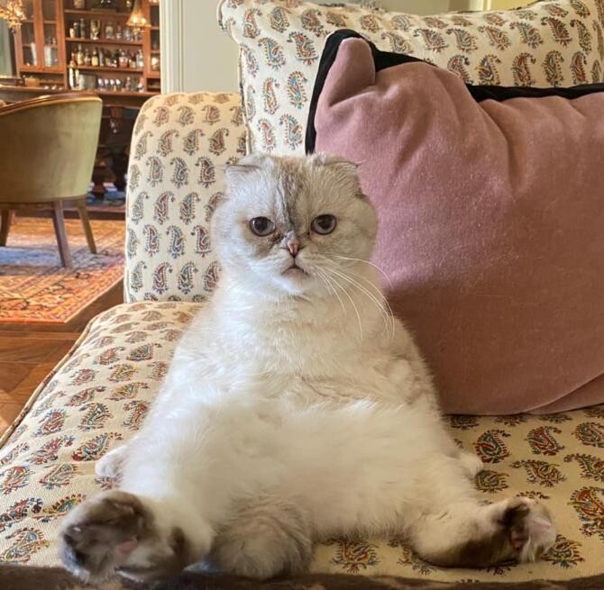 Olivia, pisica lui Taylor Swift cu o avere impresionantă - foto: Facebook, Taylor Swift
