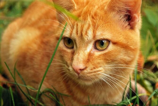 Pisicile aterizează întotdeauna în picioare? Află și de ce felina ta mănâncă plante / Foto: Pixabay, de croisy