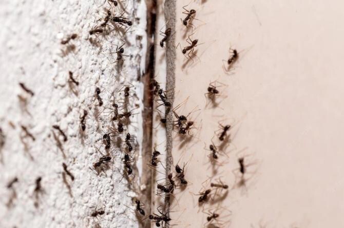 Trucul genial care te scapă de furnici, insectele nu se vor mai întoarce, niciodată, în casa ta. Sursa foto: freepik.com