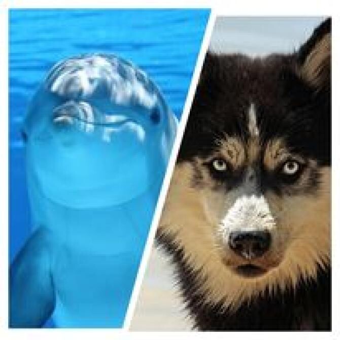 Cine este mai inteligent: delfinul sau câinele? / Foto: Colaj Pixabay