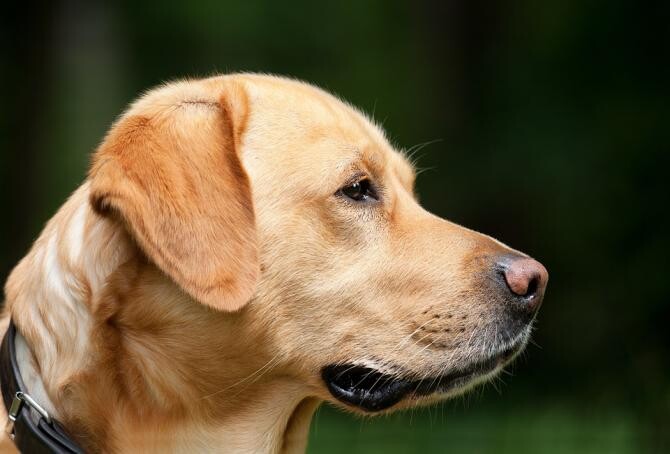Zece lucruri despre câini pe care nu le știai. Nu se simt niciodată vinovați și sunt superstițioși / Foto: Pixabay, de Chiemsee2016