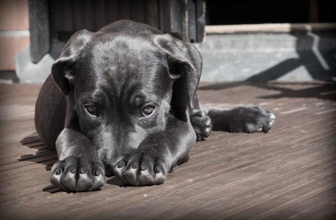 Câinii își pot pierde încrederea în stăpânii lor. Glumele proaste pe care ar fi bine să nu le faci / Foto: Pixabay, de Winsker