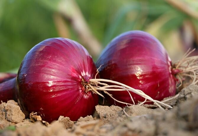 Cum a ajuns ceapa, cea mai consumată legumă de pe planetă, să declanșeze o criză alimentară globală / Foto: Pixabay, de svklimkin