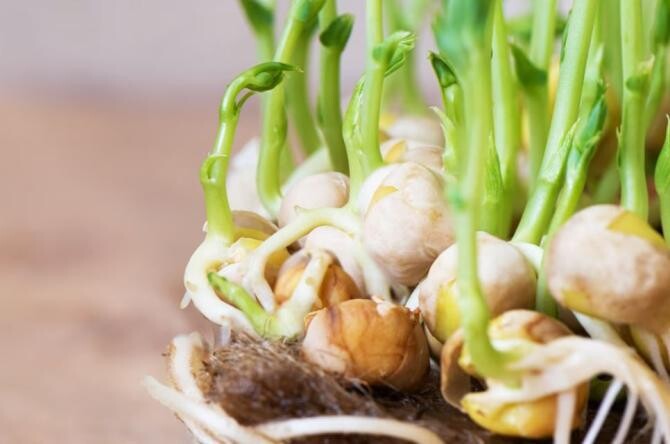 Nu mai cumpăra usturoi. Îl poți cultiva chiar pe pervaz. Trucul, dezvăluit de grădinarii cu experiență. Sursa foto: freepik.com