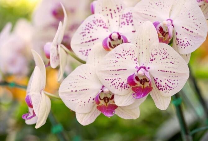 Nu mai uda orhideele cu apă, iată soluția pentru ca plantele să înflorească spectaculos. Sursa foto: freepik.com