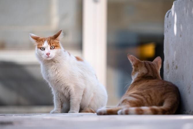 De ce pisicile trăiesc singure și nu în haită? / Foto: Pixabay, de Lukáš Jančička 