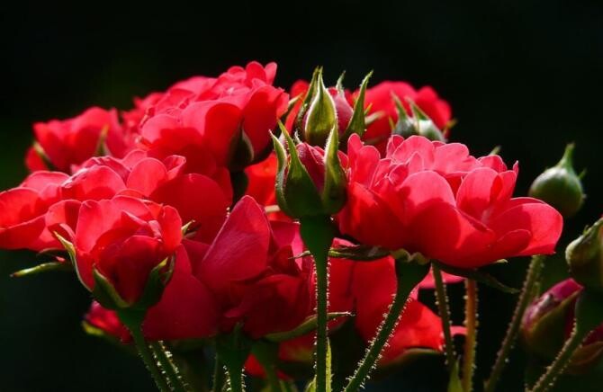 Trandafirii vor înflori abundent, o rețetă eficientă pentru un îngrășământ de primăvară. Sursa - pixabay.com