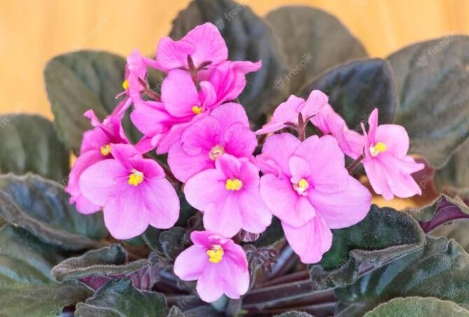 Violetele vor înflori tot anul dacă vei adăuga în ghiveci un produs special. Sursa foto: freepik.com
