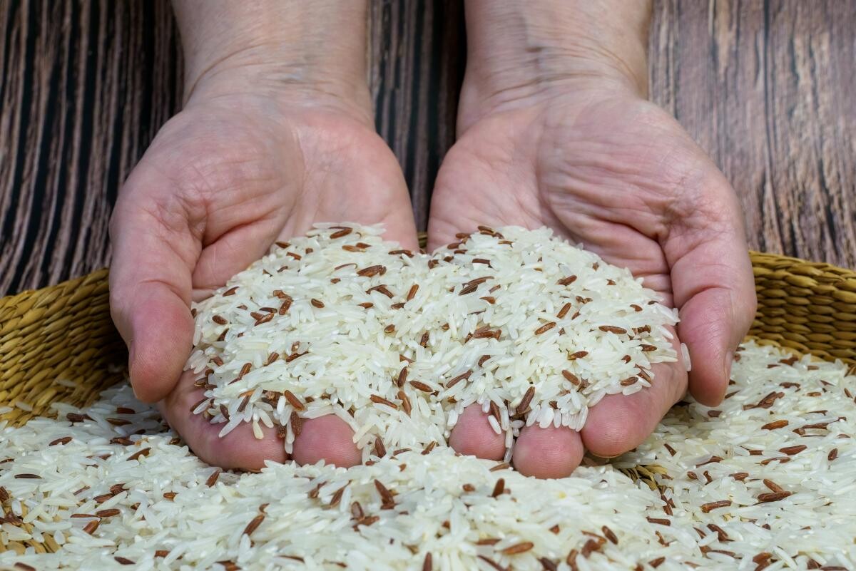 L’Italia, responsabile del 50% del riso Ue, è in difficoltà: il livello più basso da 20 anni.  La produzione è minacciata