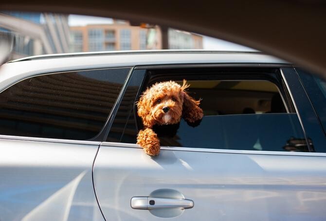În vacanță cu câinele. Ce să faci ca patrupedul tău să se simtă fericit în mașină / Foto: Pixabay, de Eddie K 