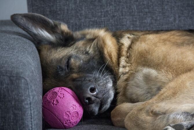 Poziția în care doarme câinele tău spune multe despre el / Foto: Pixabay, de Viveka Rosin