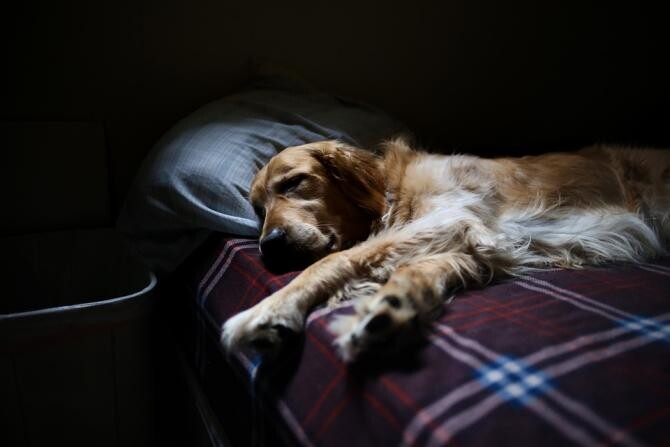 Câinele doarme în pat cu tine? Cât de benefic este acest obicei, argumente pro și contra / Foto: Pexels