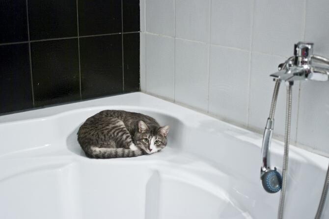 Cum să îți convingi pisica să facă baie / Foto: Pixabay