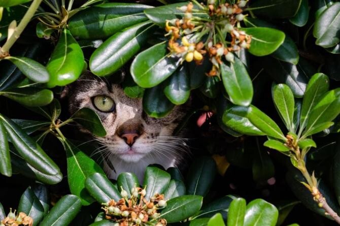 Plantele de apartament, care sunt toxice pentru pisici. Scapă imediat de ele. Sursa foto: freepik.com