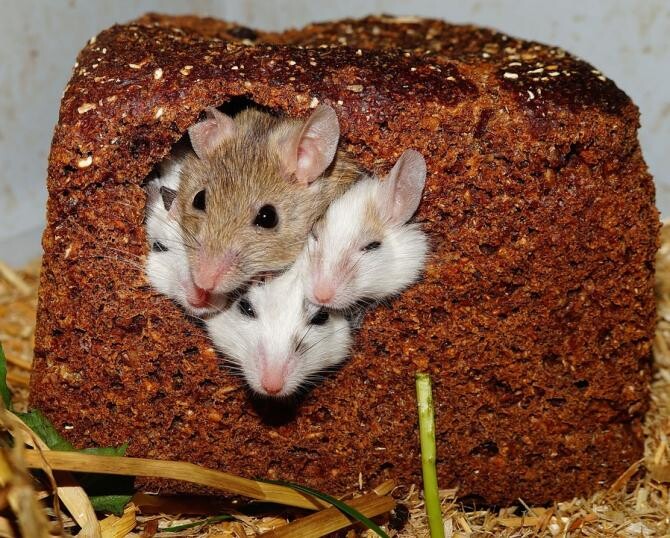 Oamenii de știință au creat șoareci cu doi tați. Au folosit doar ovule din celule masculine / Foto: Pixabay, de Karsten Paulick