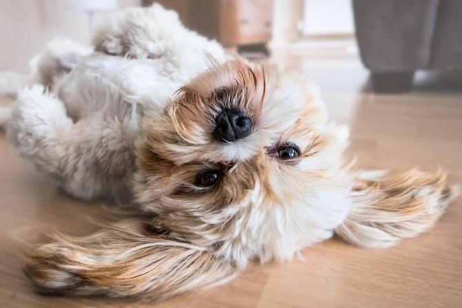 De ce câinii adoră să fie mângâiați pe burtă / Foto: Pixabay, de Fran
