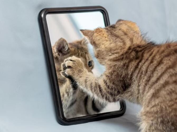 Ce văd pisicile când se uită în oglindă, răspunsul te va surprinde. Sursa foto: freepik.com
